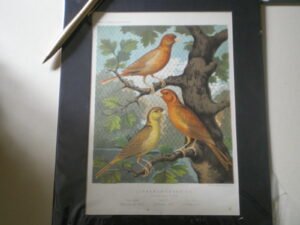 Hand tinted etching . Cassells Canaries and Cage Birds. Ludlow