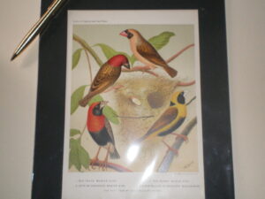 Hand tinted etching . Cassells Canaries and Cage Birds. William Ruttledge