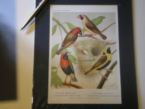 Hand tinted etching . Cassells Canaries and Cage Birds. Ludlow