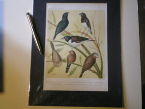 Hand tinted etching . Cassells Canaries and Cage Birds. William Ruttledge