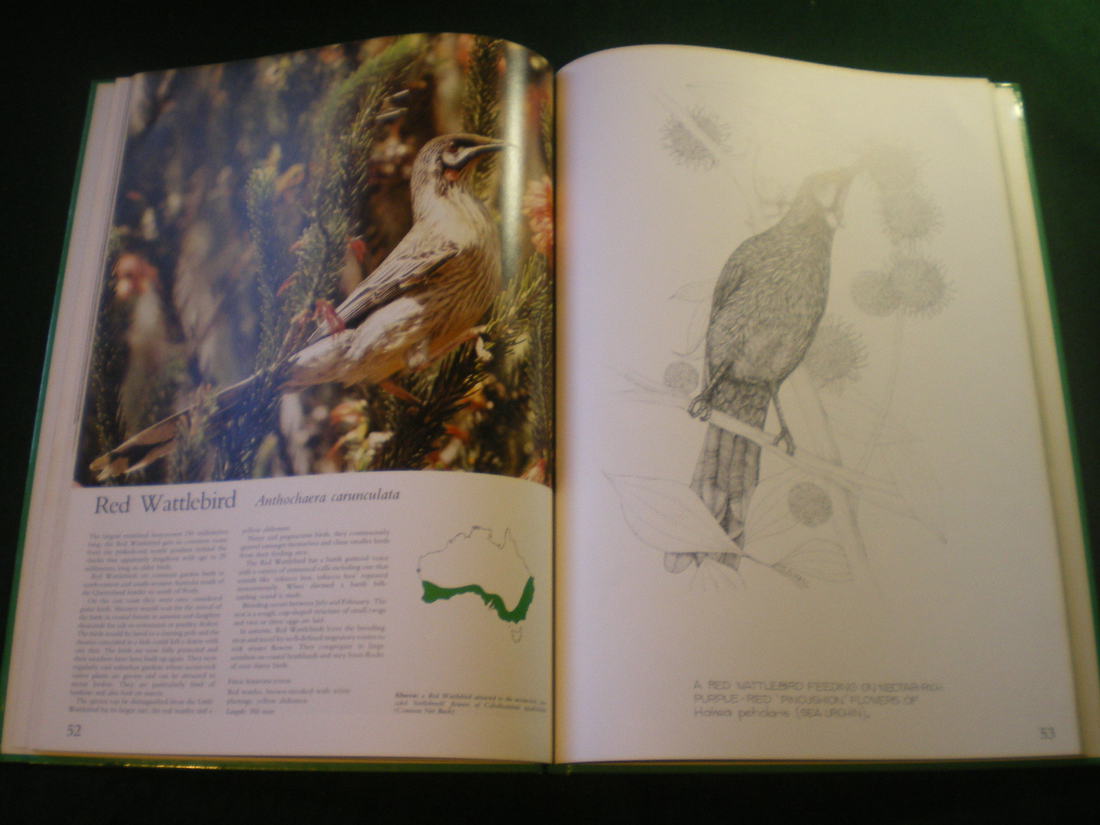 Foliage Birds George Martin Adams Australian Birds and Their Favoured Plants as new - Image 5