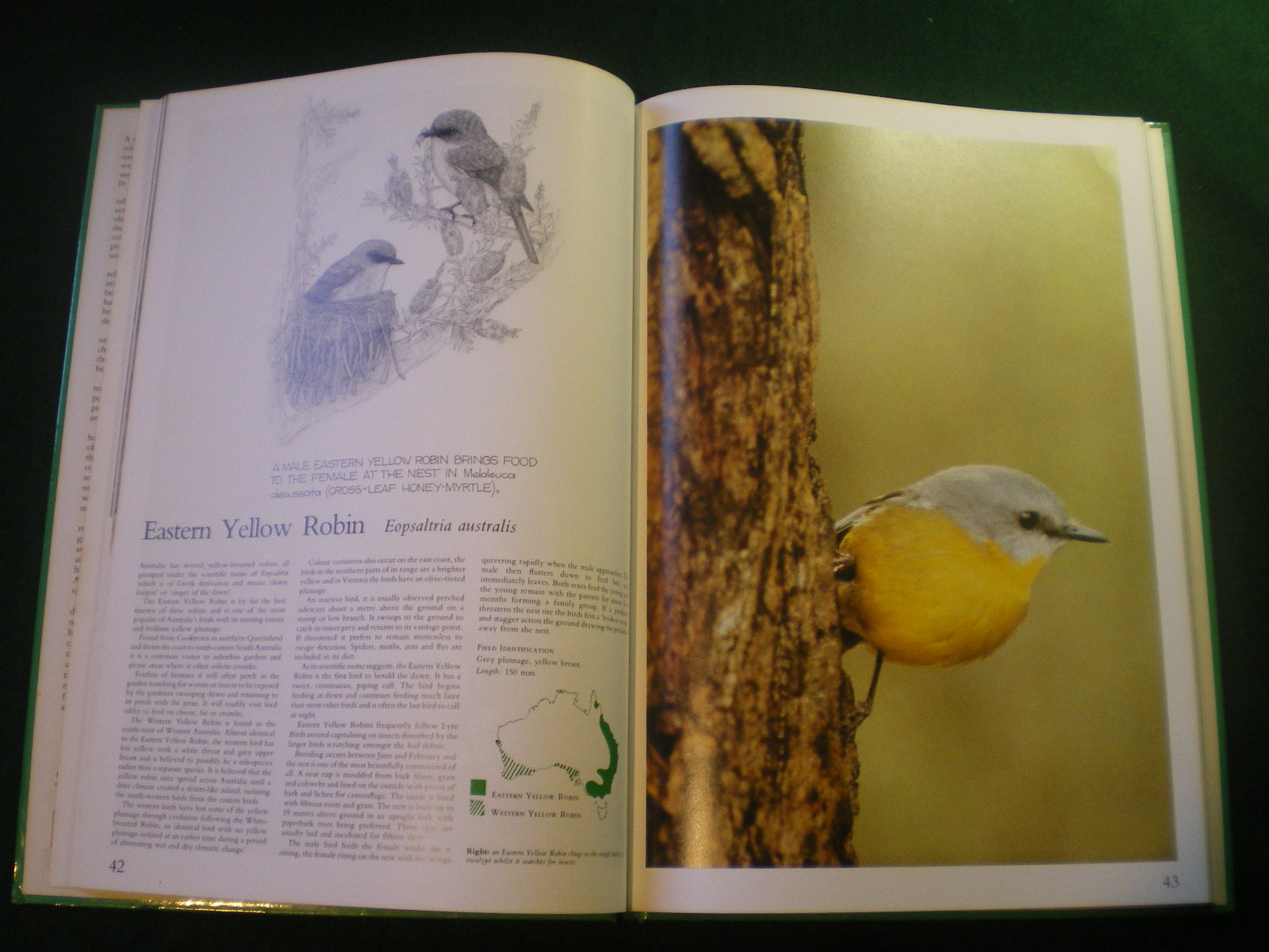 Foliage Birds George Martin Adams Australian Birds and Their Favoured Plants as new - Image 4