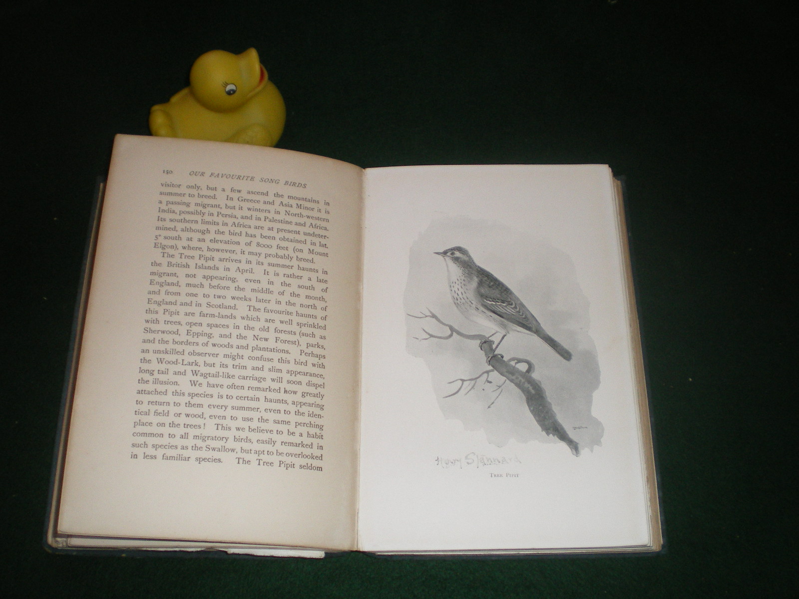 Our Favourite Song Birds by Charles Dixon. Illustrated by B. Stannard. Lawrence and Bullen, 1897. - Image 4