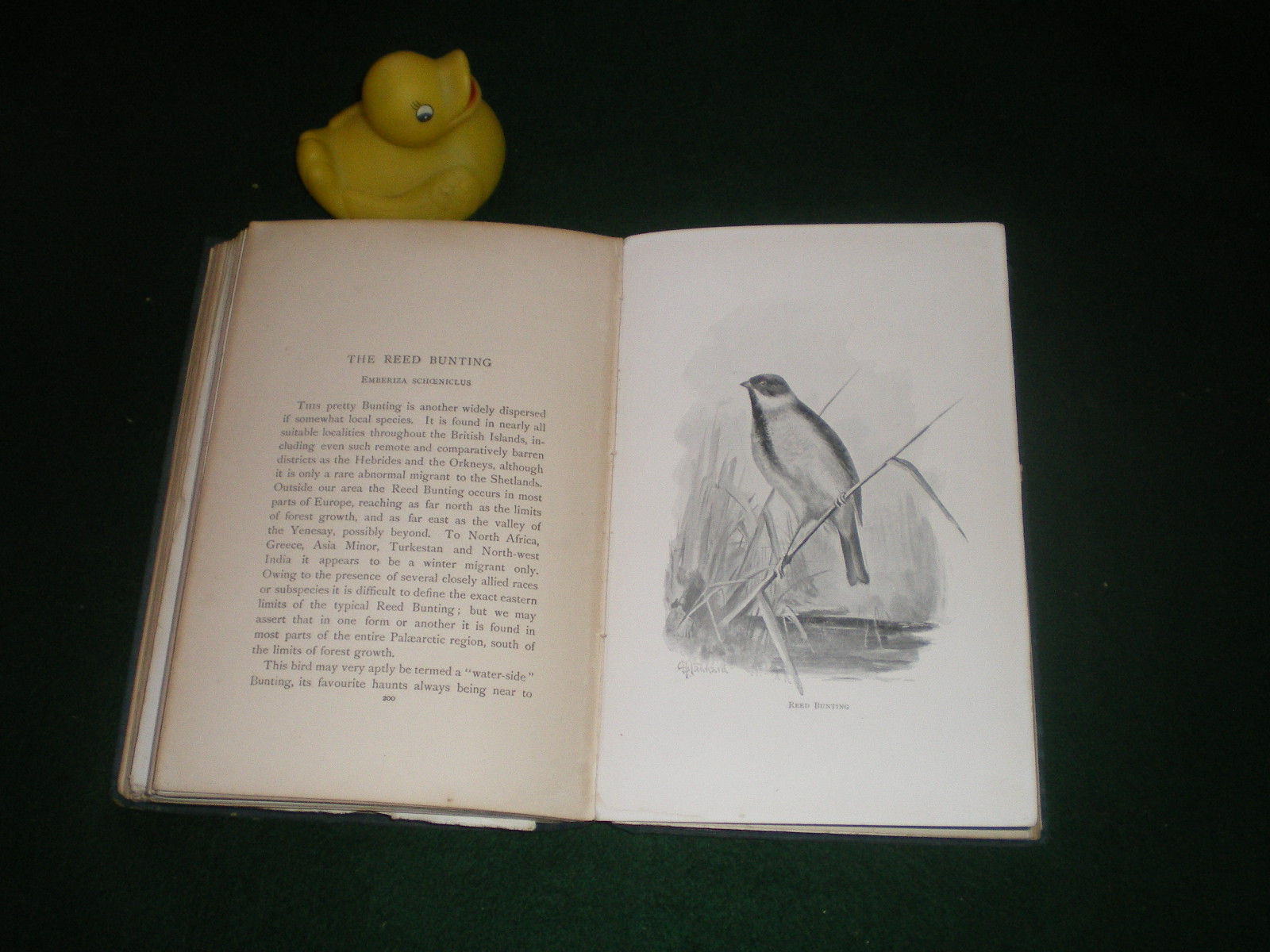 Our Favourite Song Birds by Charles Dixon. Illustrated by B. Stannard. Lawrence and Bullen, 1897. - Image 3