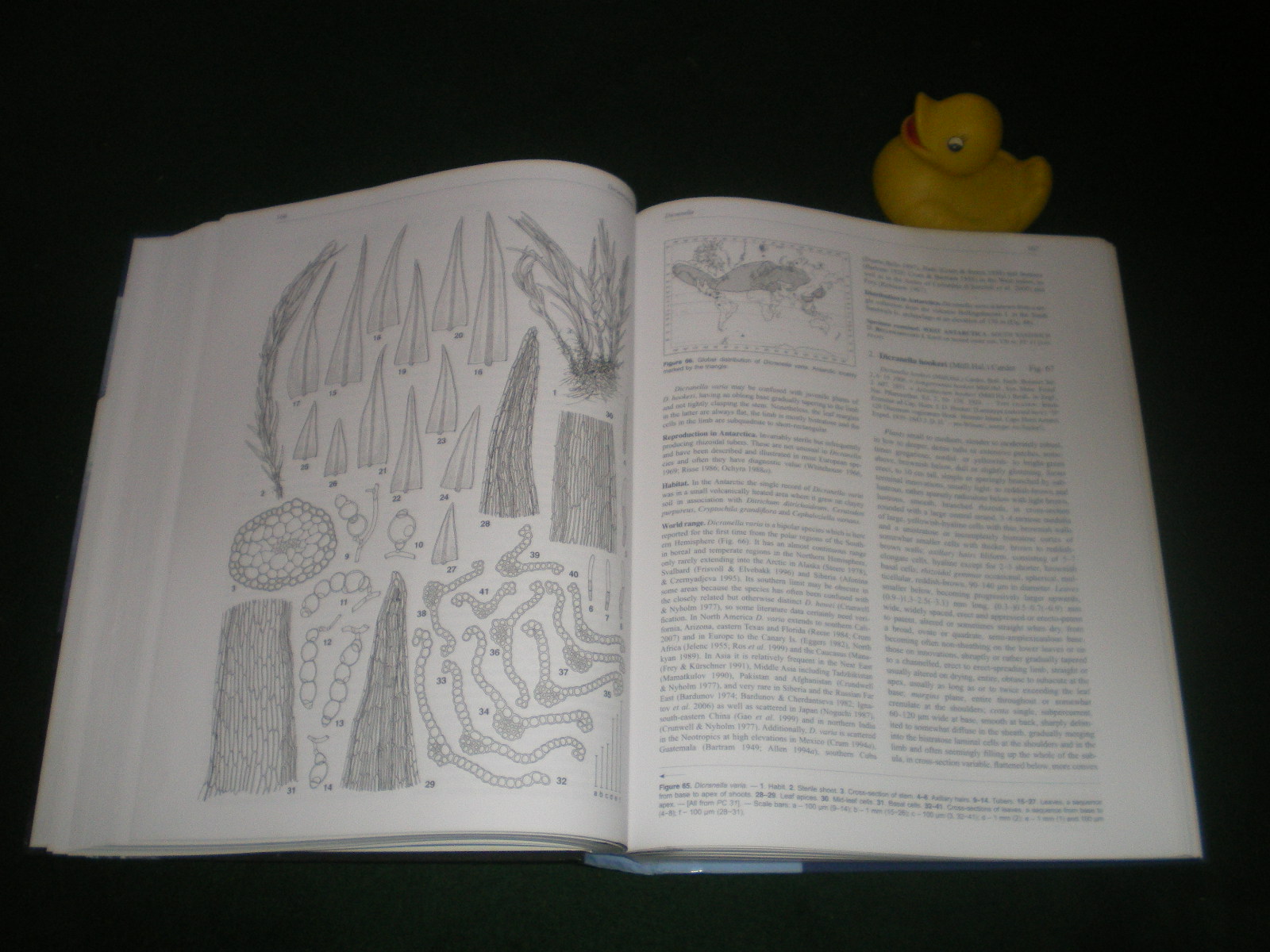 The Illusrated Moss Flora Of Antartica (1st edition) by Rhyzard Ochyra et al. Cambridge University Press, 2008. - Image 4