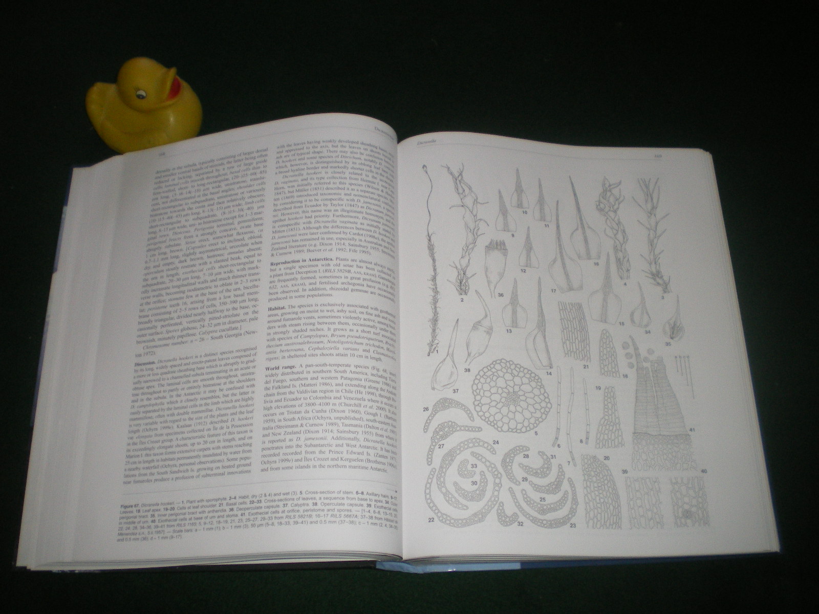 The Illusrated Moss Flora Of Antartica (1st edition) by Rhyzard Ochyra et al. Cambridge University Press, 2008. - Image 3