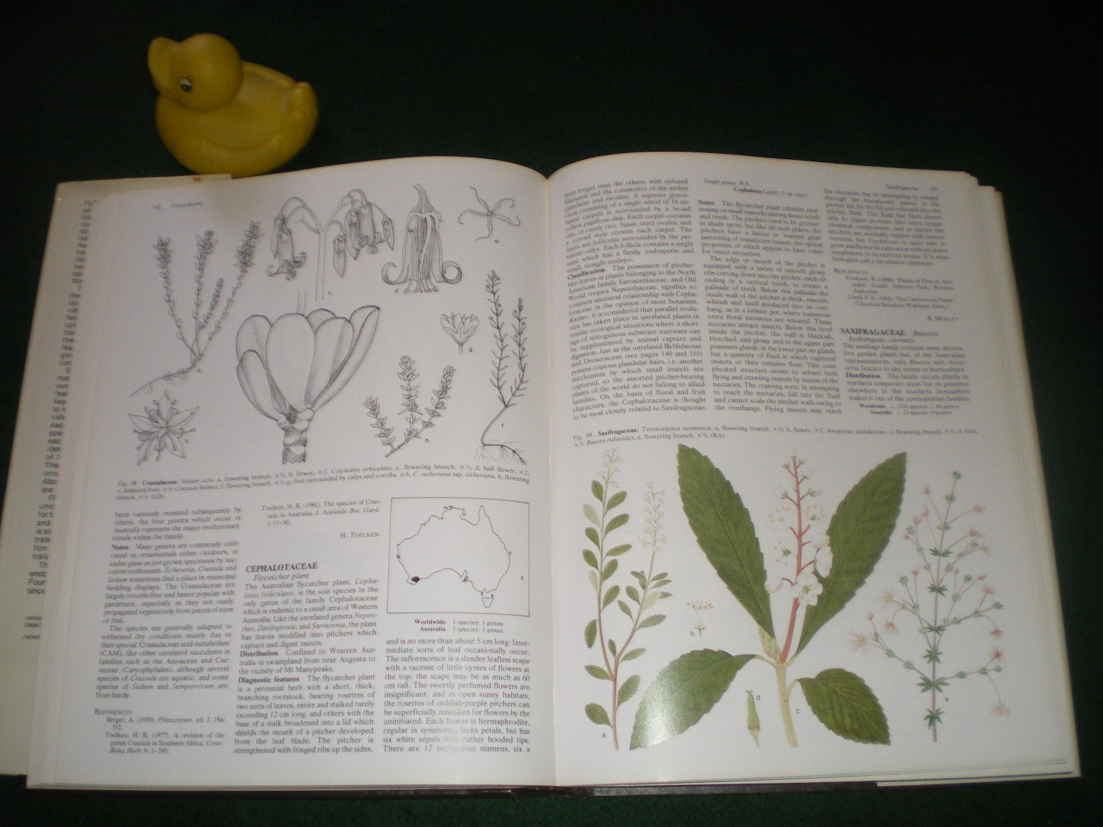 Flowering Plants In Australia by B. D. Morley and H. R. Toelken (eds) - Image 4
