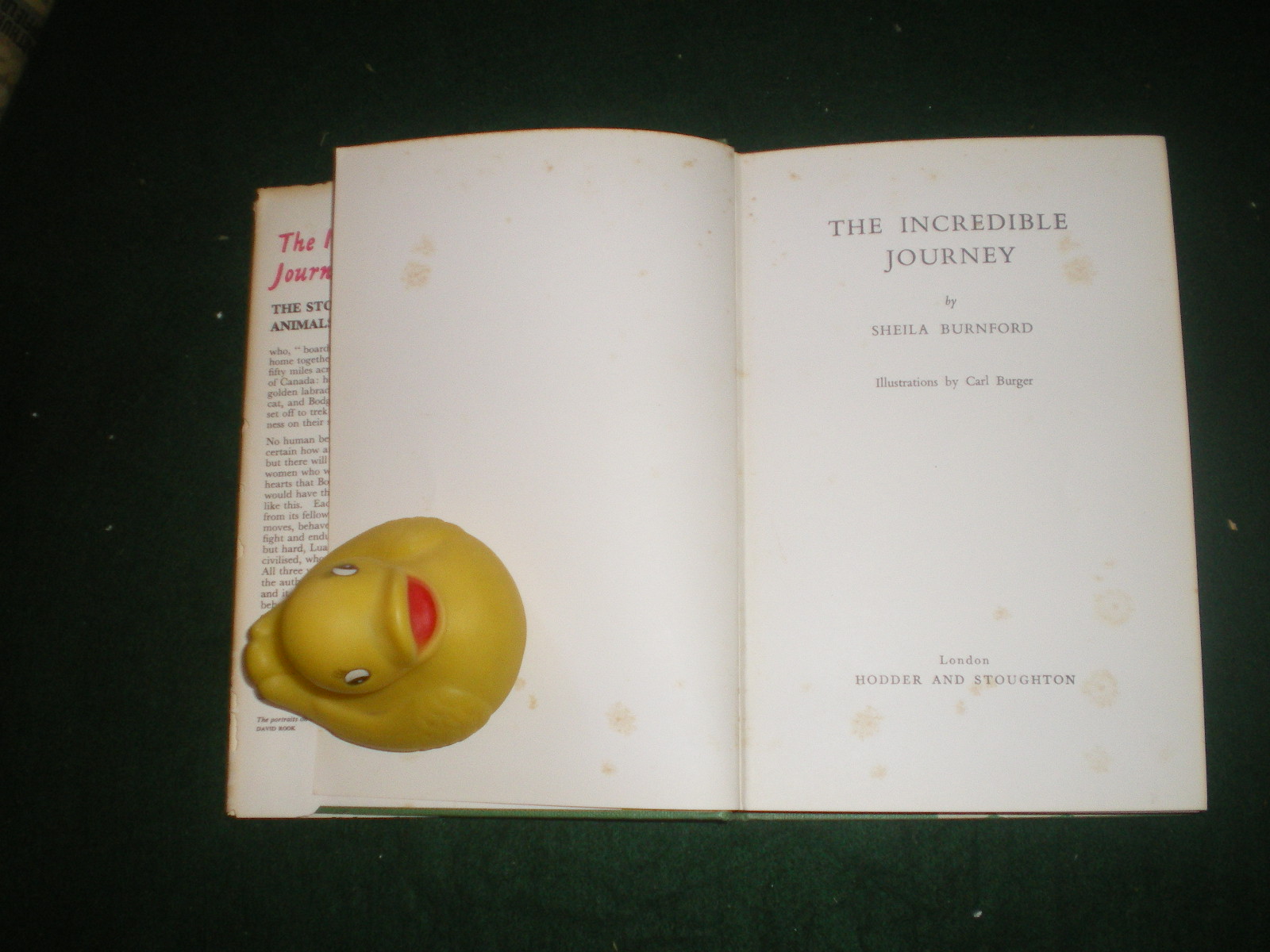 The Incredible Journey (1st edition) by Sheila Burnford. Hodder and Stoughton, 1961 - Image 3