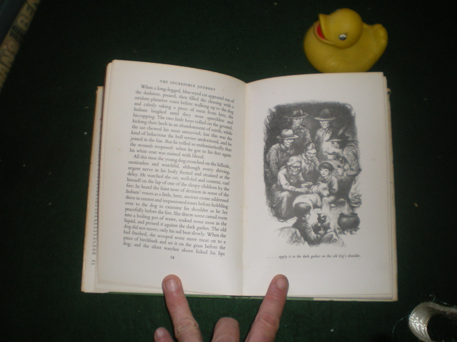 The Incredible Journey (1st edition) by Sheila Burnford. Hodder and Stoughton, 1961 - Image 4