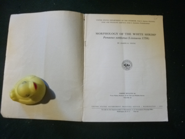 Morphology Of The White Shrimp Paneus setiferus (Linnaeus 1758) by Joseph H. Young. Fishery Bulletin 145 Vol 59. U.S. Government Printing Office 1959 - Image 6