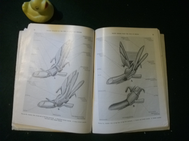 Morphology Of The White Shrimp Paneus setiferus (Linnaeus 1758) by Joseph H. Young. Fishery Bulletin 145 Vol 59. U.S. Government Printing Office 1959 - Image 4