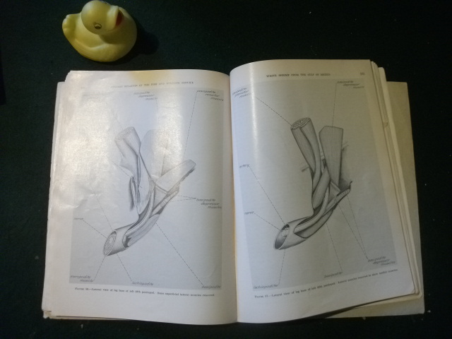 Morphology Of The White Shrimp Paneus setiferus (Linnaeus 1758) by Joseph H. Young. Fishery Bulletin 145 Vol 59. U.S. Government Printing Office 1959 - Image 3