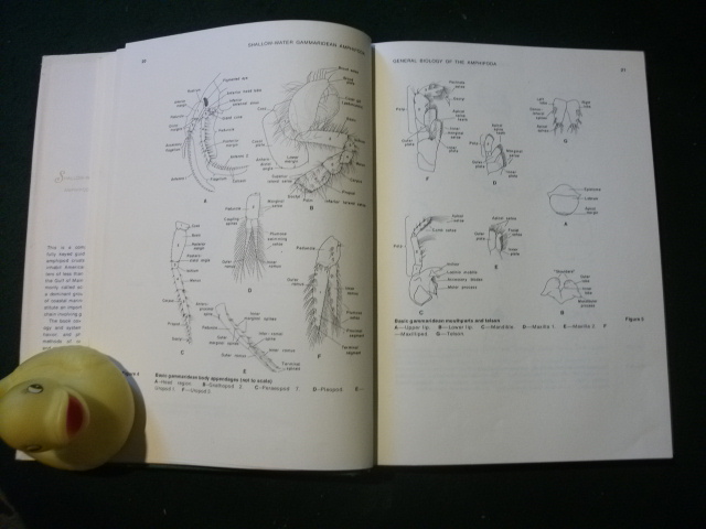 Shallow-Water Gammaridean Amphipoda Of New England by E. L. Bousefield. Cornell University Press, 1973 - Image 3