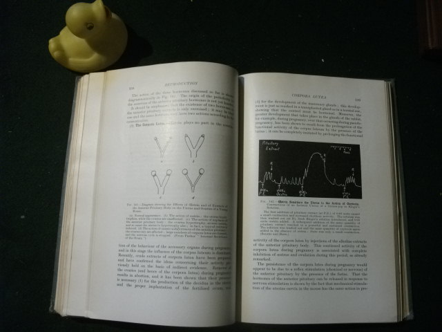 Human Physiology (1st edition) by F. R. Winton and L. E. Winton. J. & A. Chuurchill, 1930 - Image 4