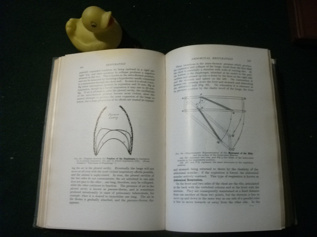 Human Physiology (1st edition) by F. R. Winton and L. E. Winton. J. & A. Chuurchill, 1930 - Image 3