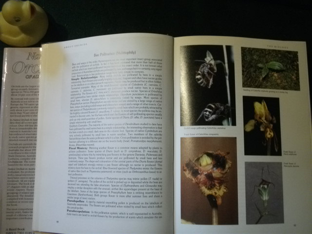 Native Orchids Of Australia (1st edition) by David L. Jones. Illustrated by David Jones and John Bolger. Reed Books, 1988 - Image 6