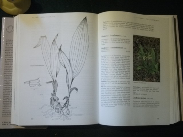 Native Orchids Of Australia (1st edition) by David L. Jones. Illustrated by David Jones and John Bolger. Reed Books, 1988 - Image 5