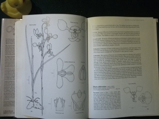 Native Orchids Of Australia (1st edition) by David L. Jones. Illustrated by David Jones and John Bolger. Reed Books, 1988 - Image 3