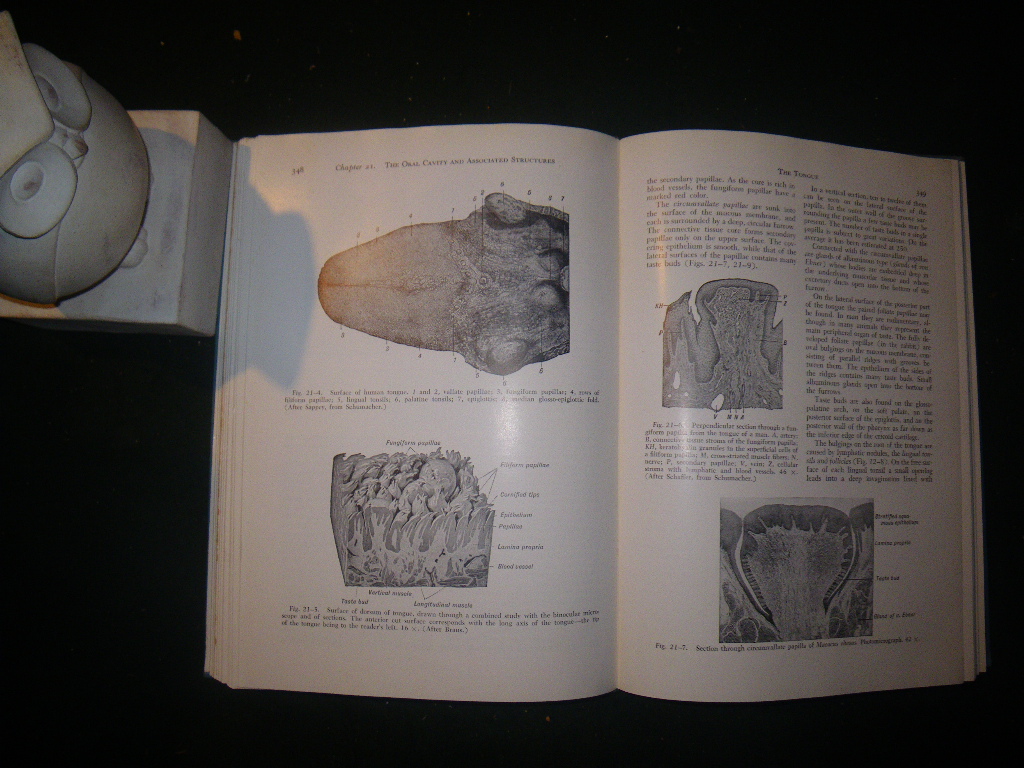 A Textbook Of Histology by Alexander A. Maximow and William Bloom. W. B. Saunders Company, 1957 - Image 4