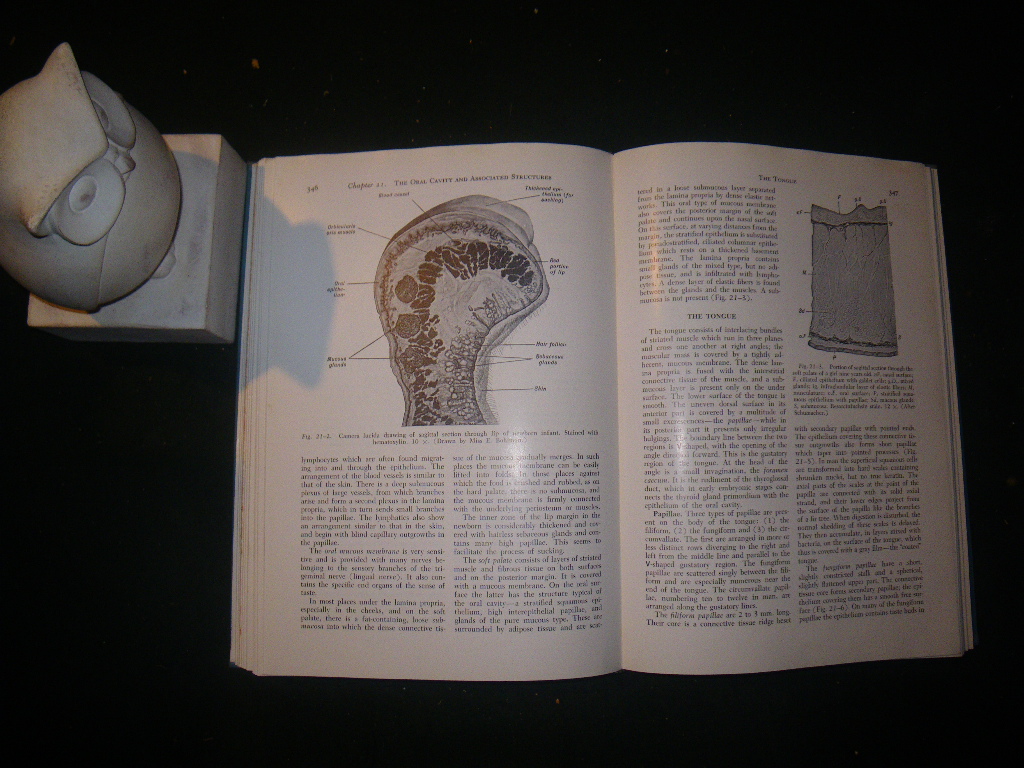 A Textbook Of Histology by Alexander A. Maximow and William Bloom. W. B. Saunders Company, 1957 - Image 3