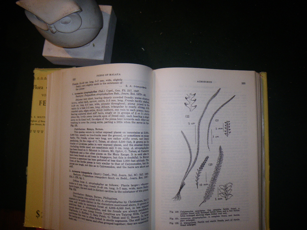 A Revised Flora Of Malaya Vol II: Ferns Of Malaya. Singapore Government Printing Office, 1968 - Image 4