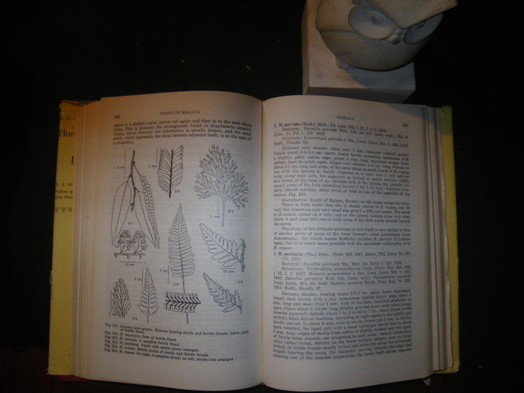 A Revised Flora Of Malaya Vol II: Ferns Of Malaya. Singapore Government Printing Office, 1968 - Image 3