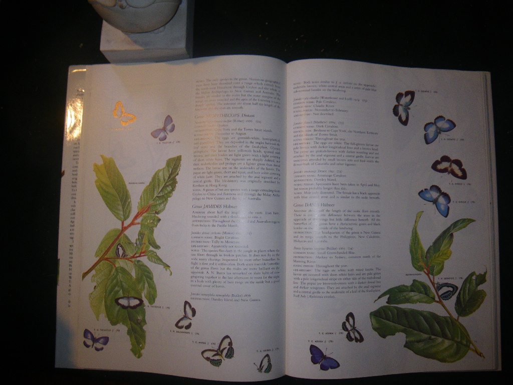 Australian Butterflies by Charles McCubbin. Savvas Publishing, 1985 - Image 6