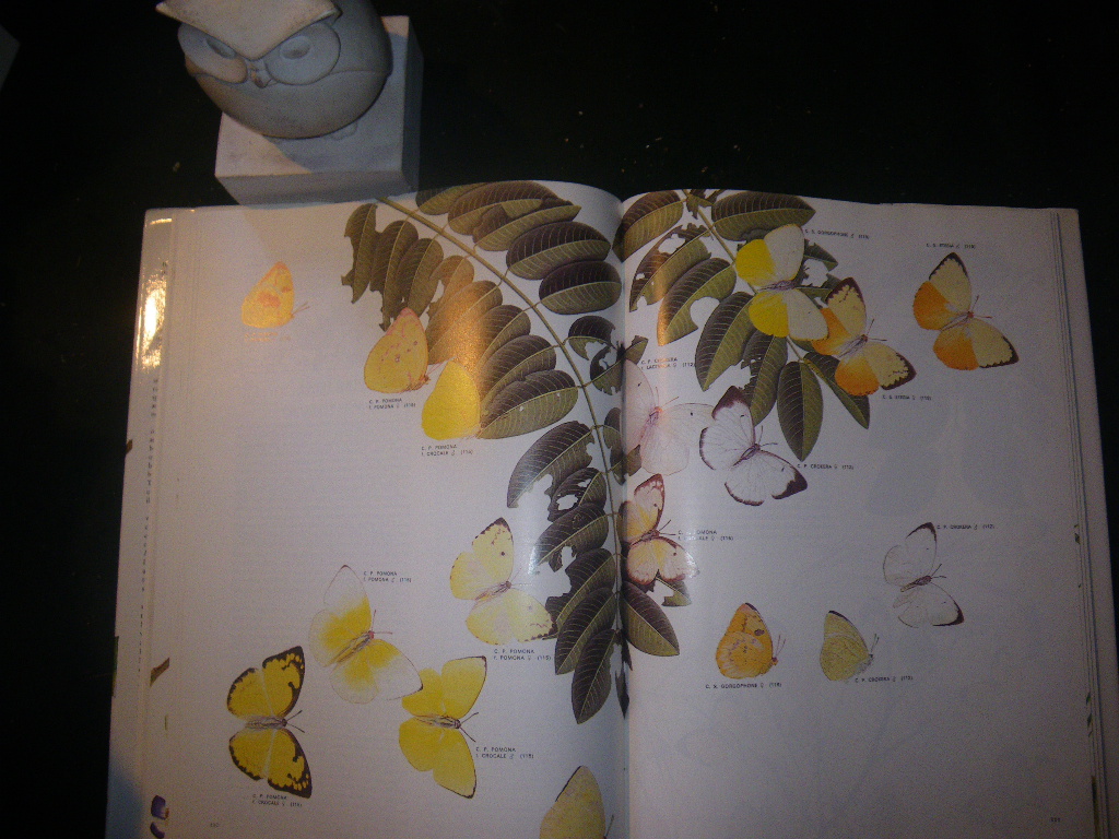 Australian Butterflies by Charles McCubbin. Savvas Publishing, 1985 - Image 5
