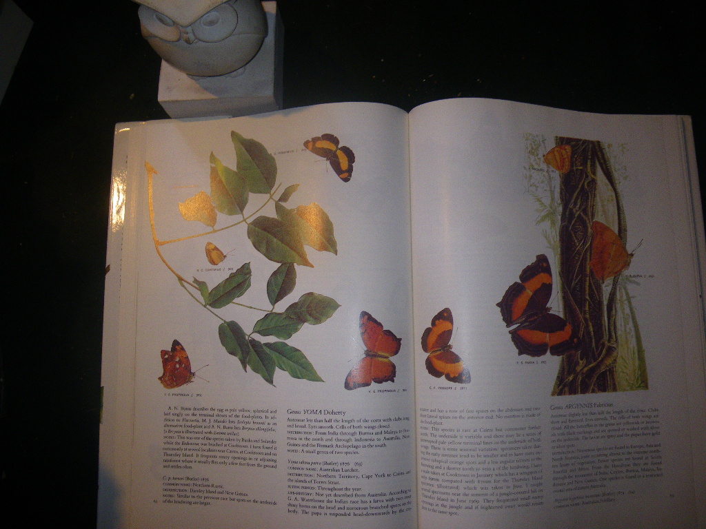 Australian Butterflies by Charles McCubbin. Savvas Publishing, 1985 - Image 4