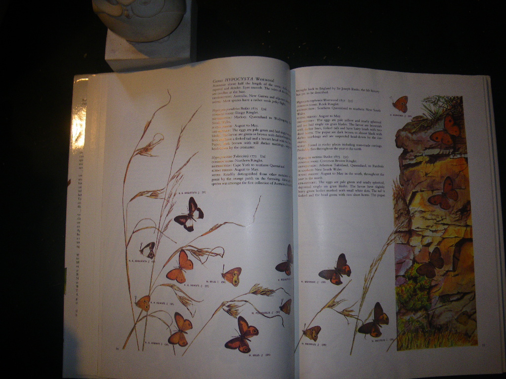 Australian Butterflies by Charles McCubbin. Savvas Publishing, 1985 - Image 3