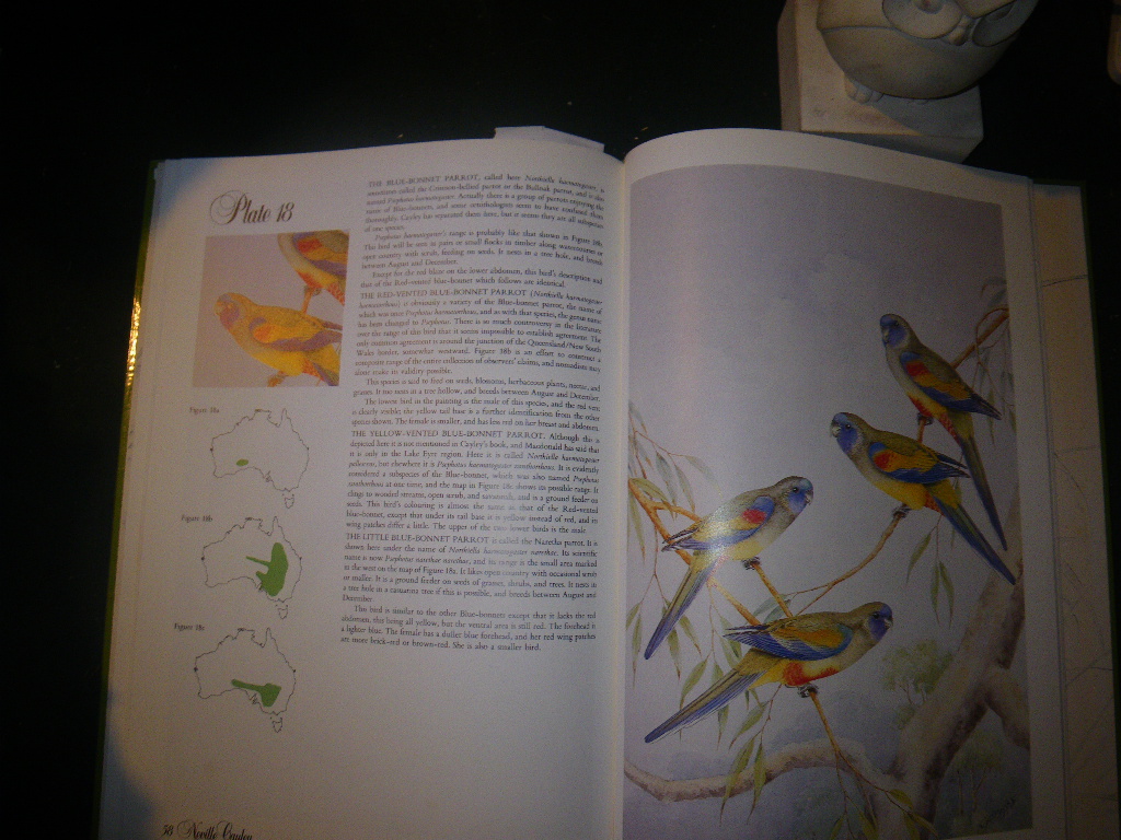 Australian Parrots And Cockatoos - Paintings by Neville Cayley. Text by J. H. Prince. Popular Books, 1987 - Image 6