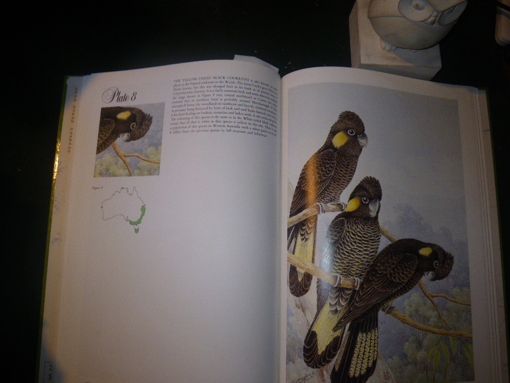 Australian Parrots And Cockatoos - Paintings by Neville Cayley. Text by J. H. Prince. Popular Books, 1987 - Image 4