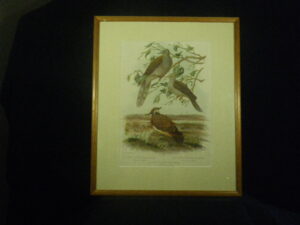 Lithograph Cassells Birds late 1800 custom framed, one of four matching frames