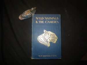Wild Animals And The Camera  (1st edition) by Walter P. Dando. Jarrold & Sons, 1911